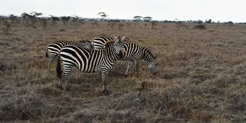 1 Day Ngorongoro Group Joining Trip into Animal Kingdom