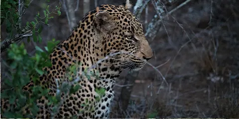 1 Day Discovering Lake Manyara Group Wildlife Safari