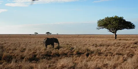 4 Days Nature Harmony Mid Range Expedition to Serengeti