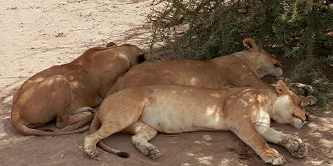 4 Days Luxury Safari at Serengeti and Ngorongoro Crater