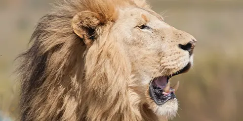 3 Days Safari Fiesta Join the Best Camping Group Tour