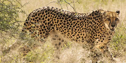 4 Days Budget Friendly Poplar Camping Safari Retreat