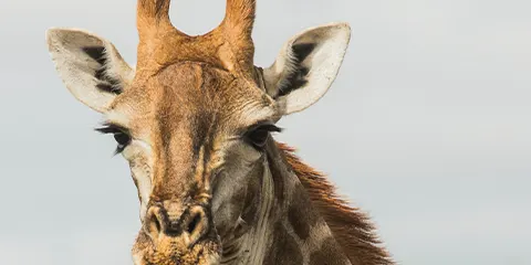 4 Days Mid Range Safari Escape Wildlife Encounters