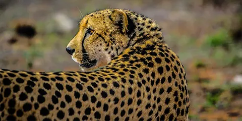 3 Days Luxury Safari to Serengeti and Ngorongoro Crater