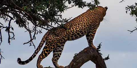 4 Days Private Safari Serenity Mid Range Wilderness