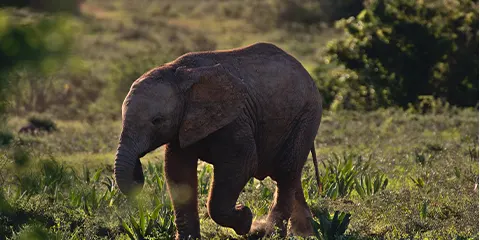 2 Days Lake Manyara to Ngorongoro Private Budget Safari 