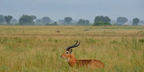 5 Days Tarangire Treasures Private Luxury Lodging Safari 