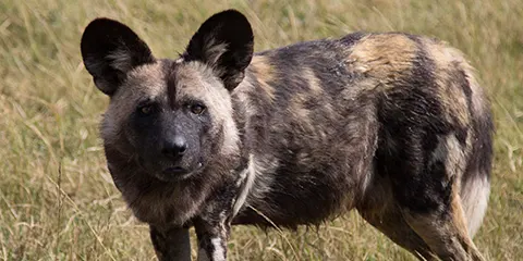 4 Days Safari in Tarangire Serengeti and Ngorongoro