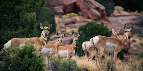 5 Days Wildlife Wonder Mid Range Safari Getaway