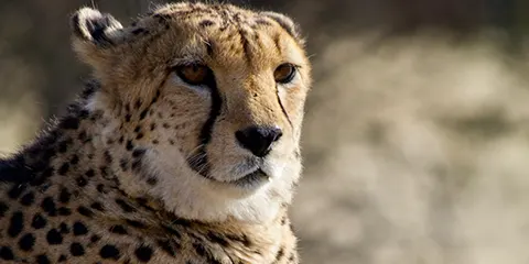 1 Day Group Tarangire National Park Expedition Natures 