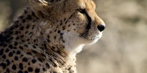 5 Days Safari Vip Luxury Private Serengeti and Ngorongoro