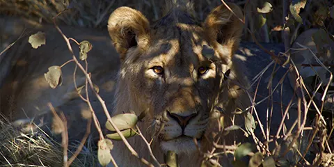2 Days Tarangire and Ngorongoro Trip Group Safari 