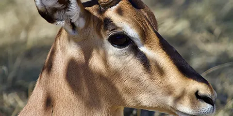 2 Days Paradise Luxury Safari in Tarangire and Ngorongoro