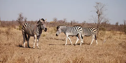 5 Days Camping in Tarangire Serengeti and Ngorongoro