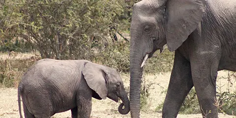 2 Days Tarangire and Ngorongoro Crater Trip Luxury Safari