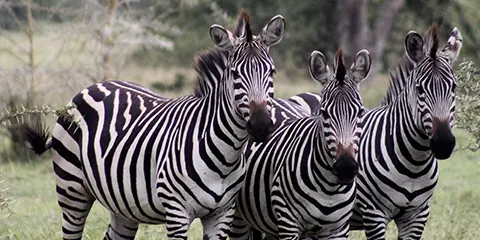 5 Days Safari Trip in Tarangire Serengeti and Ngorongoro