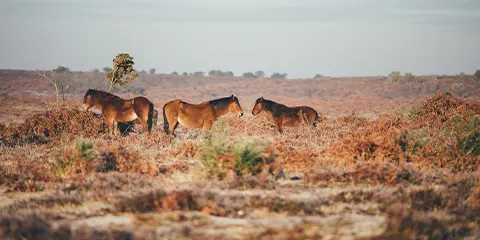2 Days Midrange Safari to Tarangire - Ngorongoro
