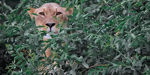 2 Days Group Joining Safari to Tarangire and Ngorongoro