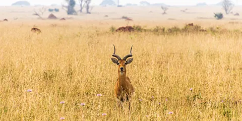 2 Days Wildlife Safari in Tarangire and Ngorongoro Crater