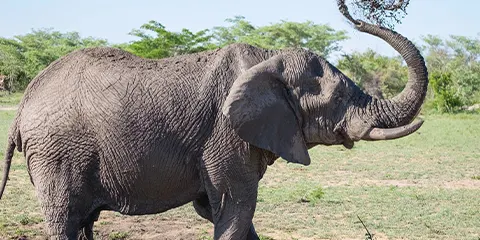 2 Days Luxury Tarangire Serengeti and Ngorongoro Crater