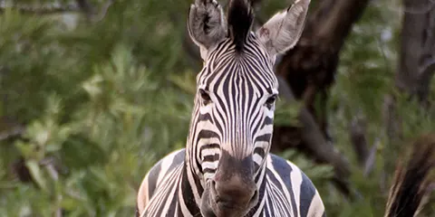 3 Days Safari in Serengeti and Ngorongoro Crater 