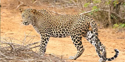 3 Days Safari Thrills Trip Camping in Serengeti Adventure