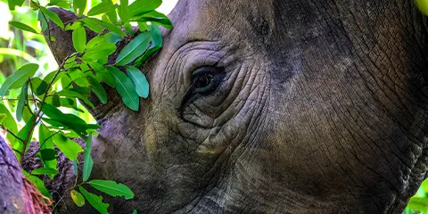 3 Days Magic of Luxury in Serengeti Embrace