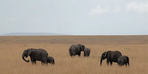 4 Days Mid Range of Tarangire Serengeti and Ngorongoro