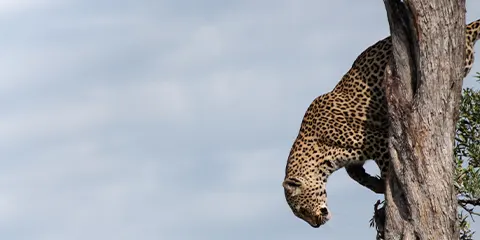 2 Days Tanzania Premium Private Lodge Five Stars Safari 