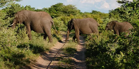 4 Days Private Safari Elegance Tarangire and Ngorongoro