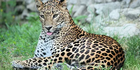 3 Days Mid Range in Serengeti and Ngorongoro Crater
