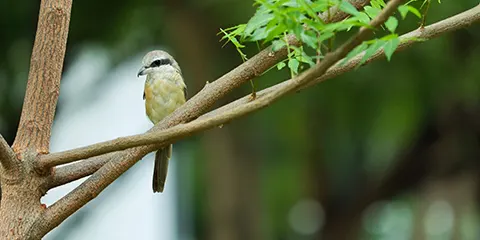 4 Days Explore Tanzania Natures Popular Camping Adventure