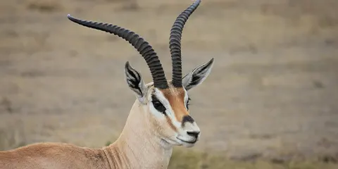 5 Days Wildlife Serengeti Private Luxury Lodging Safari