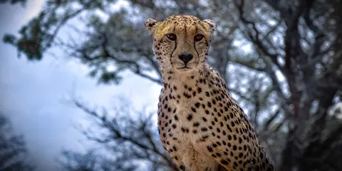 3 Days Luxury Private Safari to Serengeti and Ngorongoro 