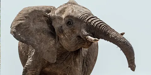 3 Days Tanzania Luxury Expedition in Serengeti Tour