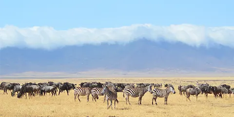 2 Days Tarangire Ngorongoro Crater a Twin Luxury Delight