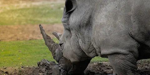 2 Days Camping Safari to Tarangire and Ngorongoro