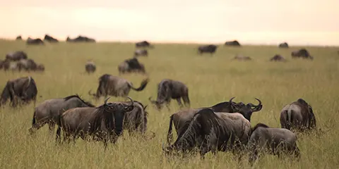 4 Days Safari in Style Vip Adventure 