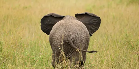 3 Days Budget Safari Camping in Serengeti Wonderland