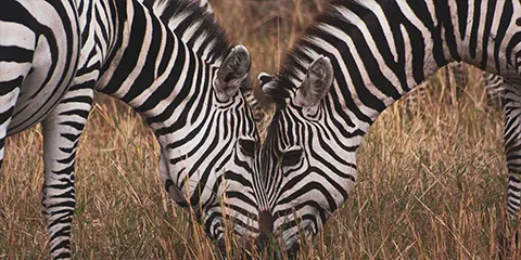 4 Days Wilderness Vip Safari in Tanzania National Parks