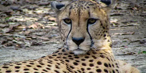 3 Days Infinite Luxury Safari in Serengeti Ngorongoro