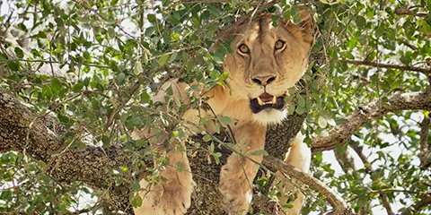 4 Days Luxury to Tarangire, Serengeti and Ngorongoro