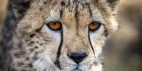 cover-4 Days Camping Tarangire Serengeti and Ngorongoro Crater