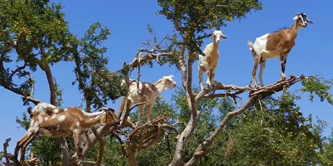 3 Days VIP Luxury Five Stars Serengeti and Ngorongoro