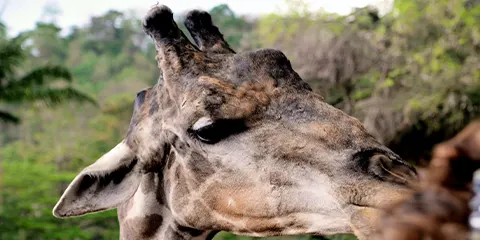 3 Days Safari on a Dime Budget Camping in Serengeti