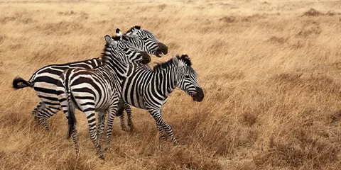3 Days Serengeti Five Stars Lodge Luxury Private Safari 