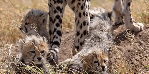 5 Days Vip Luxury in Tarangire Serengeti and Ngorongoro