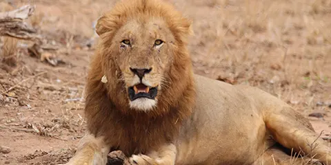 5 Days Luxury in Tarangire Serengeti and Ngorongoro