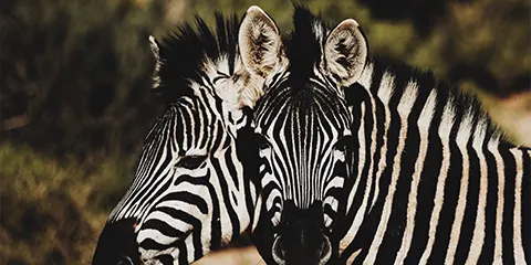 5 Days Best Camping Safari Thrills Through Tarangire