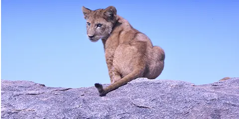 4 Days Serengeti Camping Safari to Your Escape Magic 